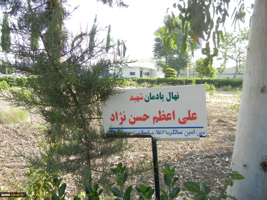 نهال یادمان شهدای مرکز آموزش عالی شهید رجایی بابل