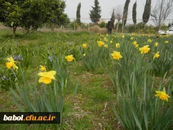 رویش جوانه ها و بوی بهـــــار در مرکز