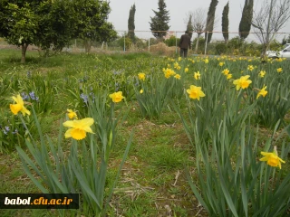 رویش جوانه ها و بوی بهـــــار