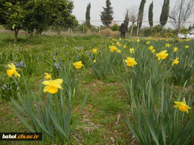 رویش جوانه ها و بوی بهـــــار