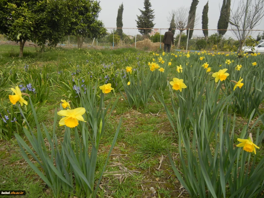رویش جوانه ها و بوی بهـــــار در مرکز