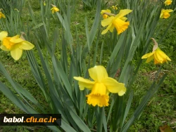 رویش جوانه ها و بوی بهـــــار در مرکز