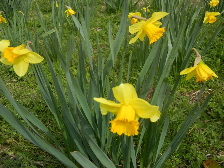 رویش جوانه ها و بوی بهـــــار در مرکز