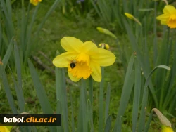 رویش جوانه ها و بوی بهـــــار در مرکز