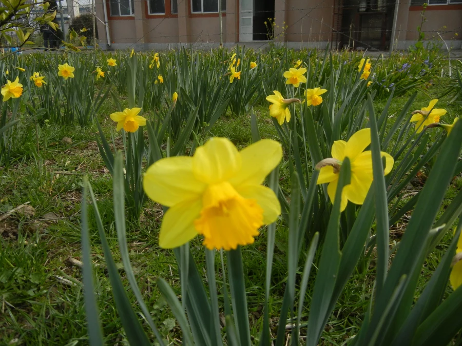 رویش جوانه ها و بوی بهـــــار در مرکز