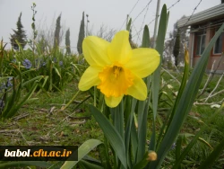 رویش جوانه ها و بوی بهـــــار در مرکز