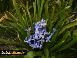 رویش جوانه ها و بوی بهـــــار در مرکز