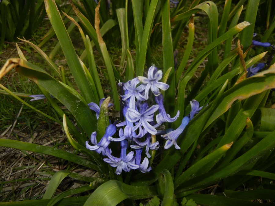 رویش جوانه ها و بوی بهـــــار در مرکز