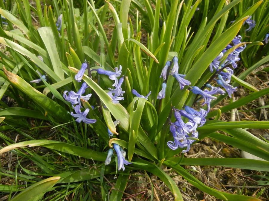 رویش جوانه ها و بوی بهـــــار در مرکز