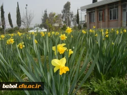 رویش جوانه ها و بوی بهـــــار در مرکز