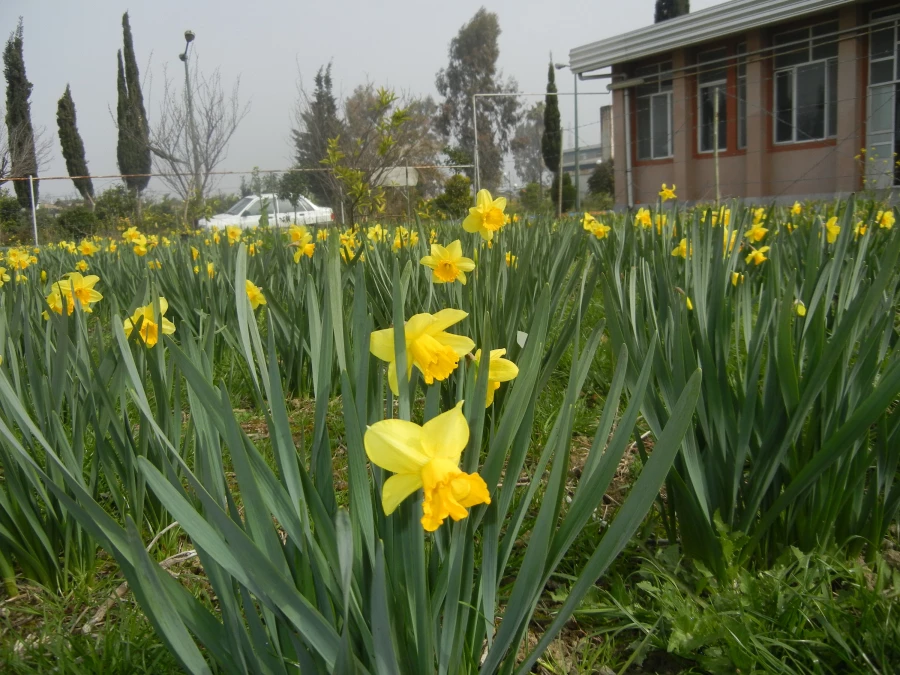 رویش جوانه ها و بوی بهـــــار در مرکز