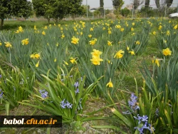 رویش جوانه ها و بوی بهـــــار در مرکز