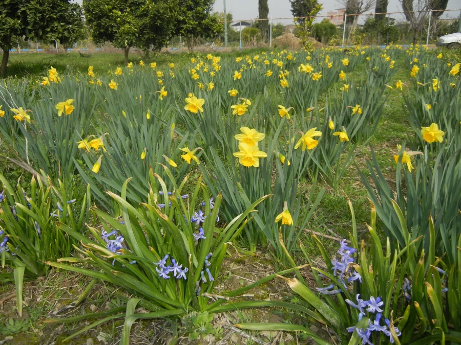 رویش جوانه ها و بوی بهـــــار در مرکز