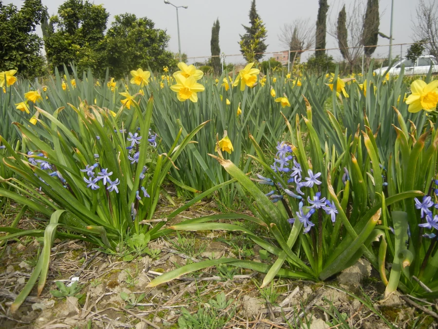 رویش جوانه ها و بوی بهـــــار در مرکز