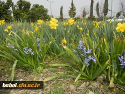 رویش جوانه ها و بوی بهـــــار در مرکز