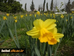 رویش جوانه ها و بوی بهـــــار در مرکز