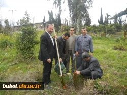 غرس  نمودن  در خت در مرکز