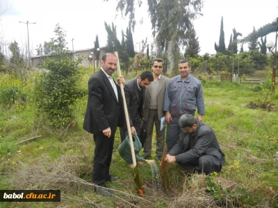 غرس  نمودن  در خت در مرکز