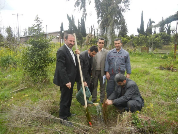 غرس  نمودن  در خت در مرکز