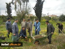 غرس  نمودن  در خت در مرکز