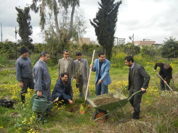 غرس  نمودن  در خت در مرکز