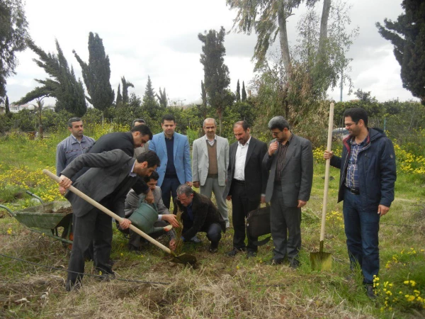 غرس  نمودن  در خت در مرکز