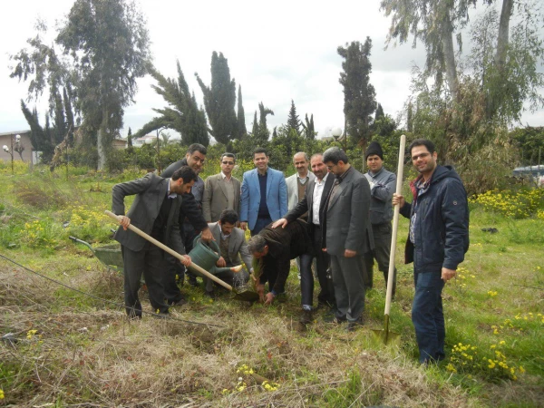 غرس  نمودن  در خت در مرکز