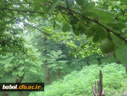 اردوی سیاحتی اساتید و کارکنان مرکز به منطقه زیبای بندپی