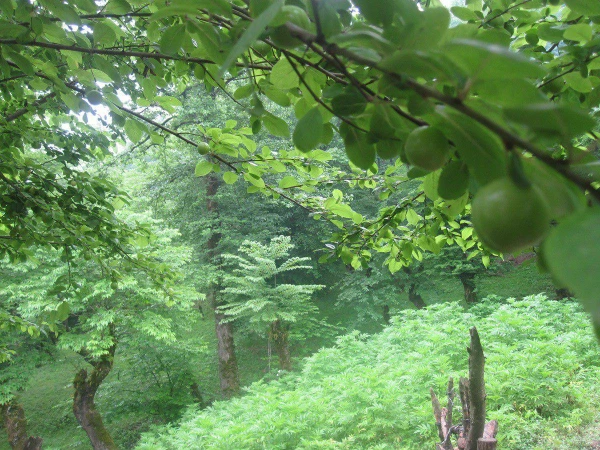 اردوی سیاحتی اساتید و کارکنان مرکز به منطقه زیبای بندپی