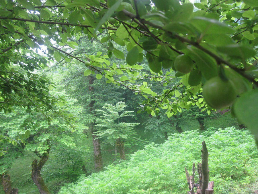 اردوی سیاحتی اساتید و کارکنان مرکز به منطقه زیبای بندپی