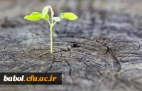 پرسمان دانشجویی